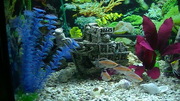 Fish Tank with stand and fish
